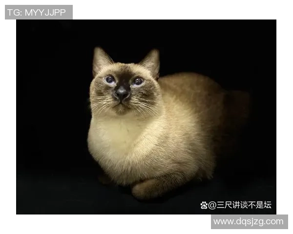 足球球星宠物猫的名字曝光 这些猫咪与球员们的亲密关系你知道吗